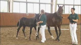 Rihanna At Hilltop Farm, American Hanoverian Society Inspection August 8Th, 2009