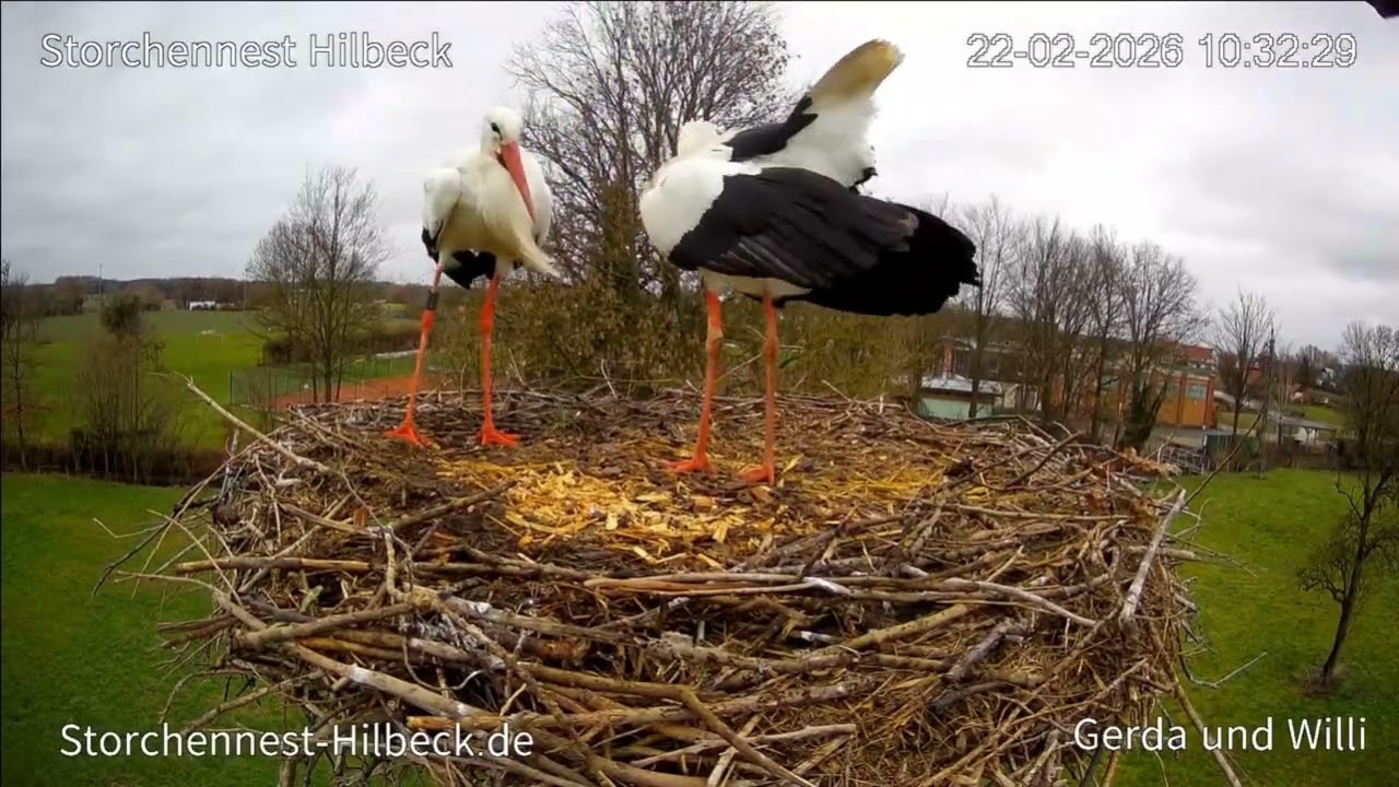 😲Willi & Gerda - Storchennest Hilbeck, DE - 22.02.2026