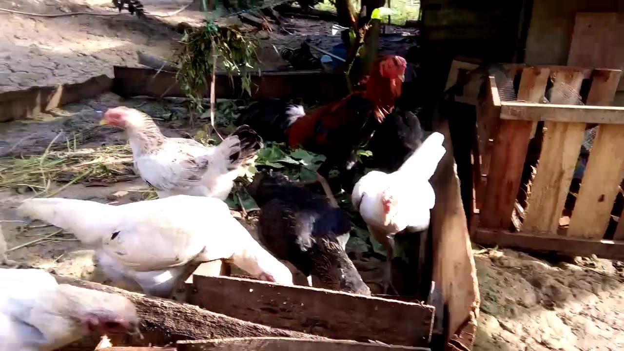 Sukses ternak ayam kampung tampa lampu 