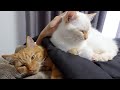 【パンツちゅ〜る】積み上がる猫達