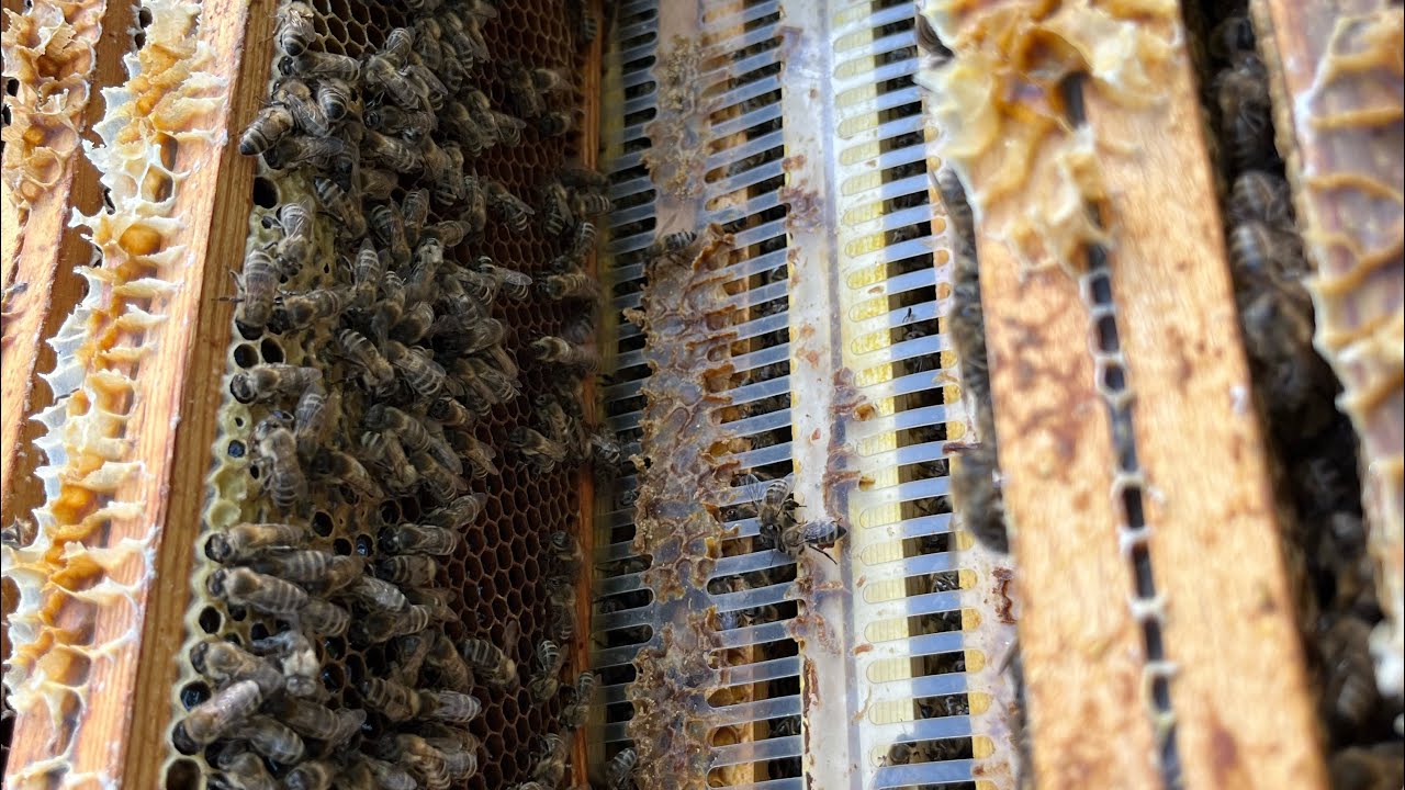 Tworzenie odkładów oraz wymiana matki w ulach systemu Apipol