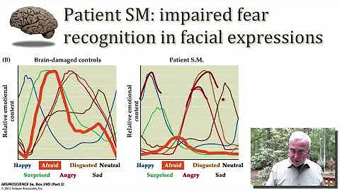 Neurobiology of Emotion part 3