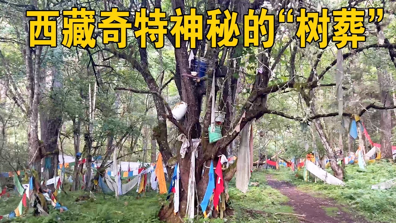 探秘西藏最神秘的树葬！大树上安置着许多孩童，独特习俗令人生畏【行迹旅途中】 - YouTube