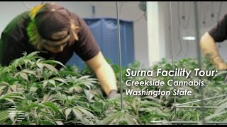 Creekside Cannabis - Washington State - Facility Tour