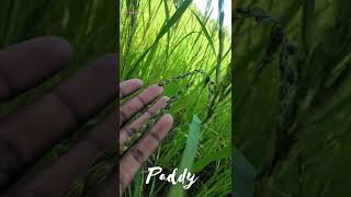 #paddy#paddyfield#paddyflowering mrd agrian