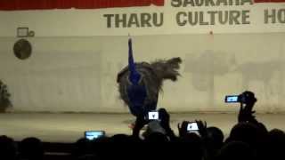 Tharu cultural show - peacock dance - Sauraha, Chitwan, Nepal