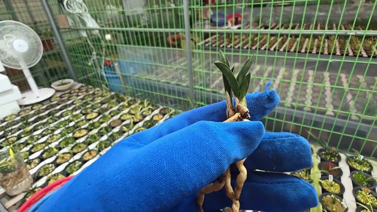 단엽22단엽27진주수55단엽42중투31산반13단엽10 01058716655