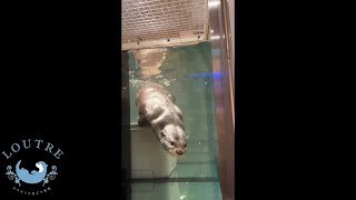 Otter Bob's Spectacular Kick!   ＃Shorts