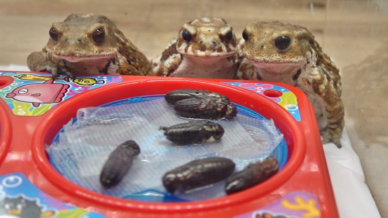 スピールフォーム　Spielform カタツムリとカエル ２　新品　入手困難 スピールフォーム Spielform ドイツ 木製 オストハイマー カタツムリ