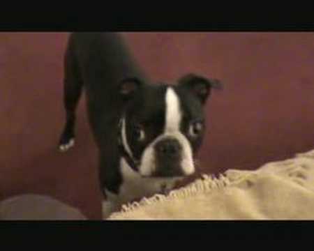 boston terrier hyper