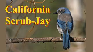 At Your Feeder: California Scrub Jay by Absorbed In Nature 203 views 3 months ago 1 minute, 20 seconds