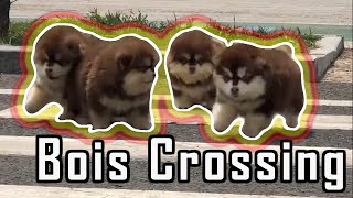Fluffy Alaskan Malamute Puppies Bounce Your Stress Away IV