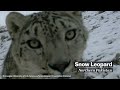 The best cat videos come from the wild