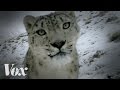 Camera Traps and Wildlife Conservation