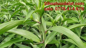 Xem báo giá hoa Ly Ù vàng, Ù Đỏ tết 2023