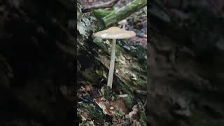 Sliminess Mushroom
