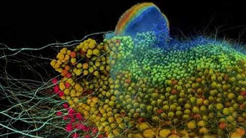 Hemispheres of the Mind - a visual journey