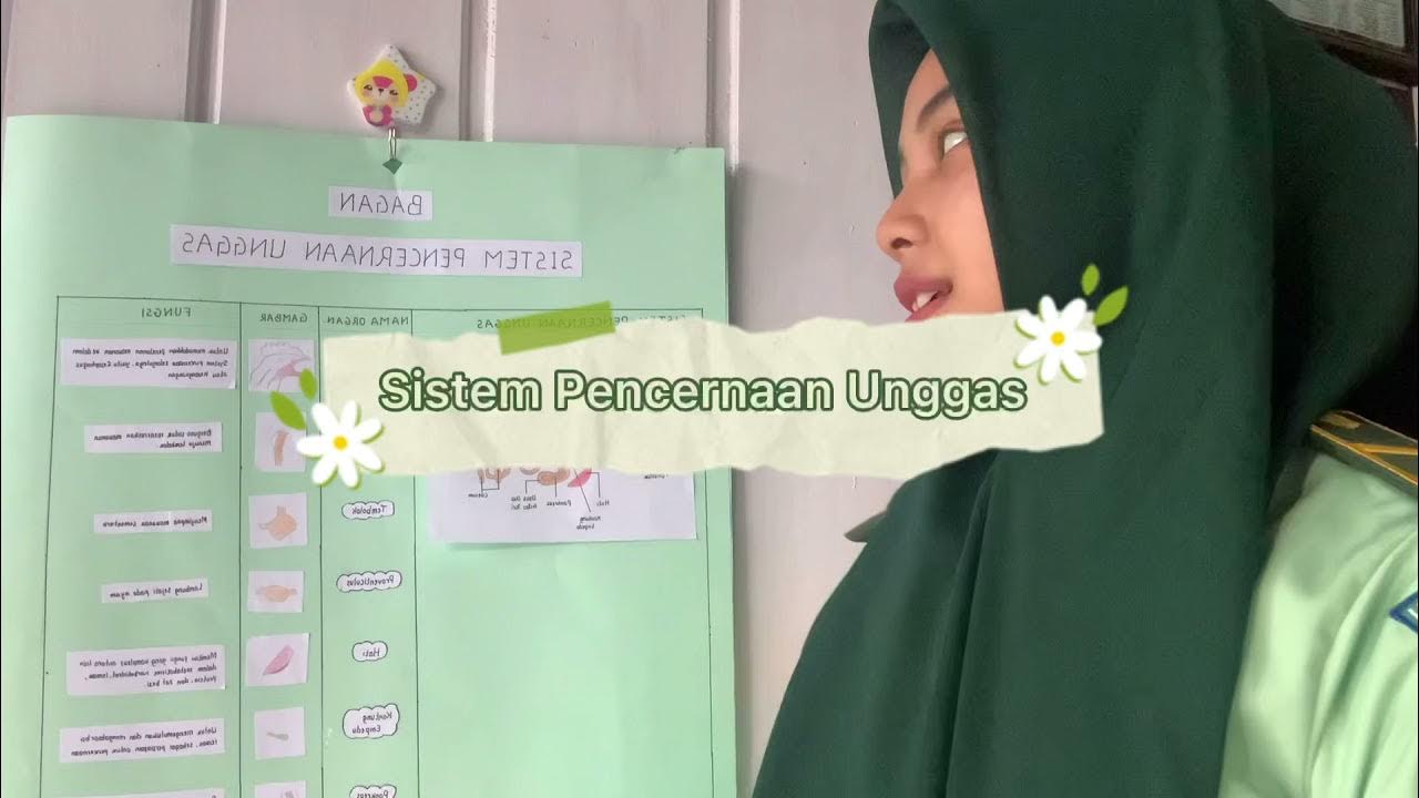 Sistem Pencernaan Unggas - YouTube