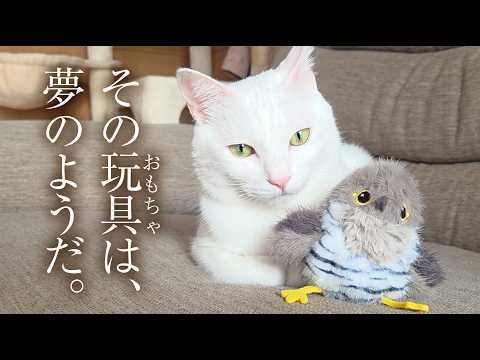 A dream toy for house cats. - YouTube