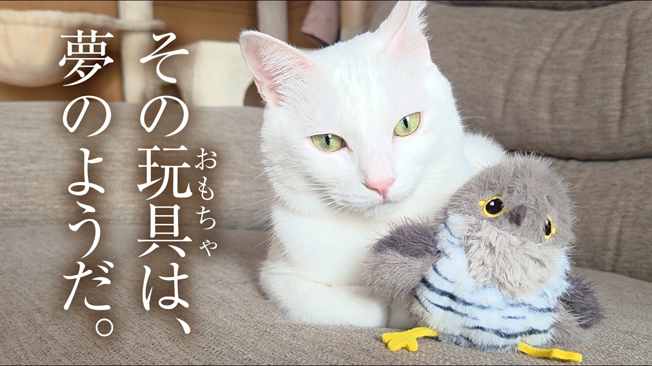 白猫好き 白猫好き 白猫好き 白猫好き 白猫 ZX白