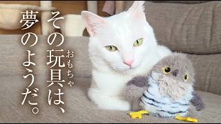 A dream toy for house cats. - YouTube
