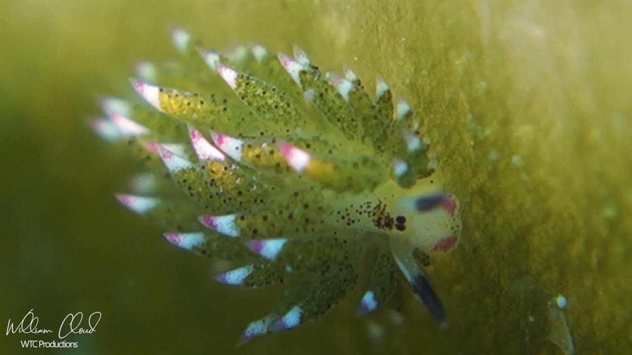Costasiella usagi & kuroshimae, 'sheep nudi', 'Shaun the sheep' or 'Leaf sheep'. Koh Tao, Thailand.