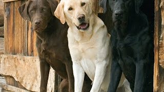 Супер приколы с СОБАКАМИ ДЕКАБРЬ 2014 приколы 2014 Best Fails Dogs Of December 2014 Супер приколы с СОБАКАМИ ДЕКАБРЬ 2014 приколы 2014 Best Fails Dogs Of December 2014
