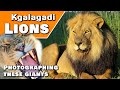 Wildlife Photography -  How to Photograph Africa's Kgalagadi Lions