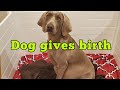 My Dog Weimaraner Luna Gives Birth to 10 Beautiful Puppies!