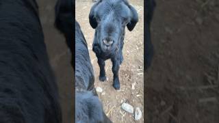 Why Crying Baby Sheep??? Animals Sound Omg