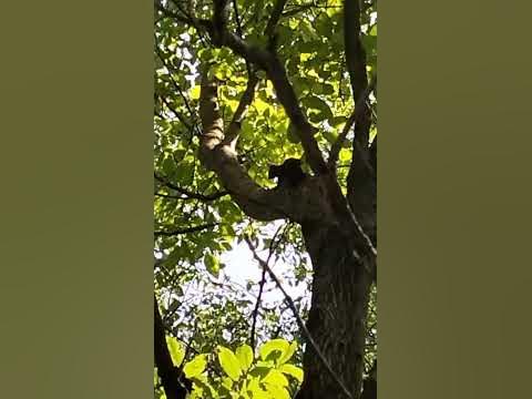 Я і моя білочка після усього пережитого #белка #прикол #гумор #лол #топ ...
