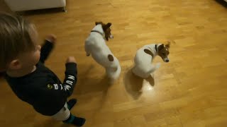 Three years old boy teaching dogs. Jack Russell Terrier by MilaJRT 45,571 views 4 years ago 19 seconds