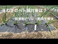 [ 野菜作り 】玉ねぎのベト病対策は殺菌剤のリレー散布で解決！