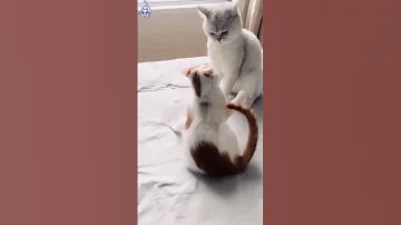 Cat ـــ پشیک 
