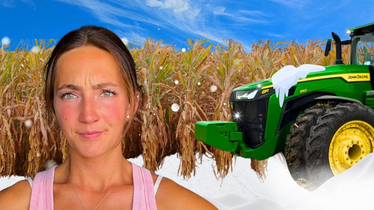 Худшие условия для сбора урожая | СНЕГ?