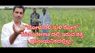 "ಮಣ್ಣನ್ನು ಶಕ್ತಿಶಾಲಿ ಮಾಡಿದರೆ ರೋಗವಿಲ್ಲ | Use Trichoderma for Maize Protection"