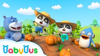 팬더키키 묘묘 농부로 변했어요|베이비버스 직업역할놀이 동요 screenshot 4