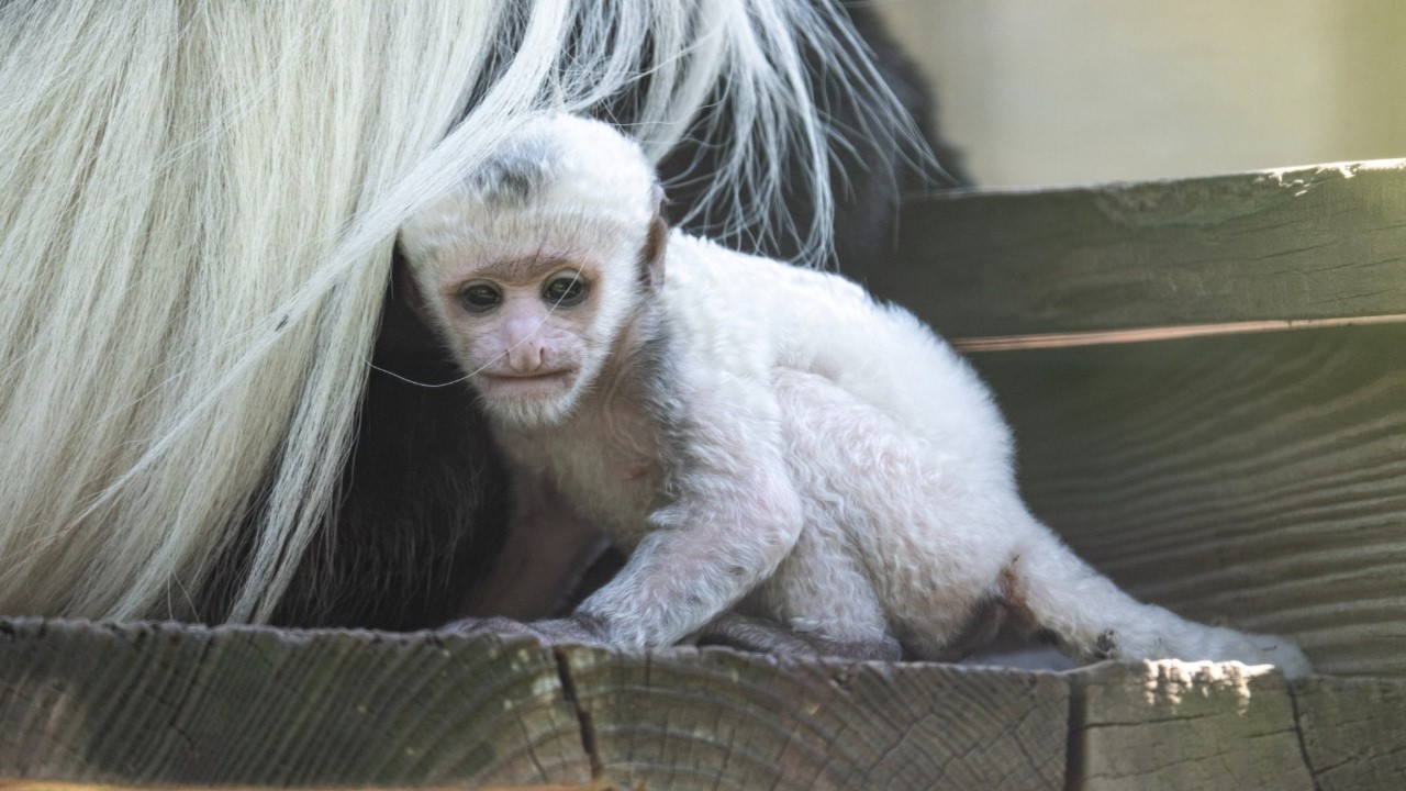 【親株】【120cmOver】P. White Monkey. Original It's a Fluffy White Ball of Cuteness! | Baby Colobus Monkey Born