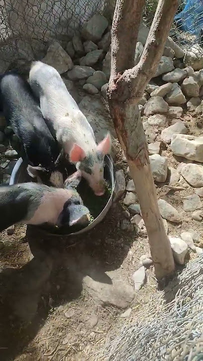 Azolla organic na pakain sa baboy at manok 😁#farming #goat #sheep #chicken #duck #vermi #anc