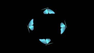 Butterfly Hologram Video HD