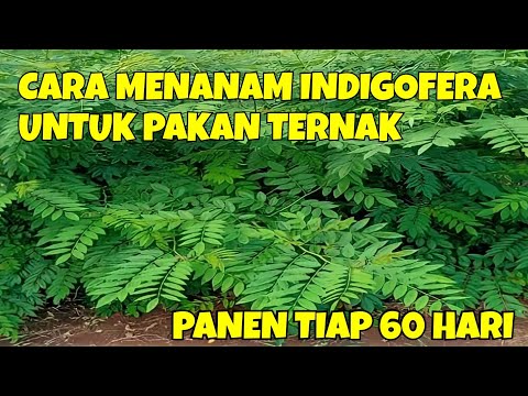 Video: Bantuan kerajaan kepada perniagaan kecil. Bagaimana untuk mendapatkan bantuan kerajaan untuk perniagaan kecil?