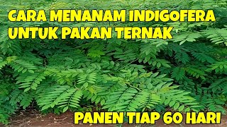 CARA MENANAM INDIGOFERA UNTUK PAKAN TERNAK. PANEN TIAP 60 HARI. PENGHASILAN RP. 3,6 JUTA/HA/BULAN.