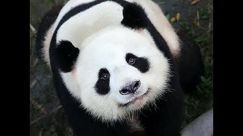 Two Giant Pandas From China Arrive at Berlin Zoo