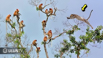 Lompat Dari Puncak Pohon! Beginilah Aksi Gila Macan Tutul Saat Berburu Mangsanya