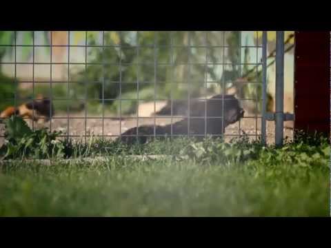 Video: Moskovska Skloništa Za životinje
