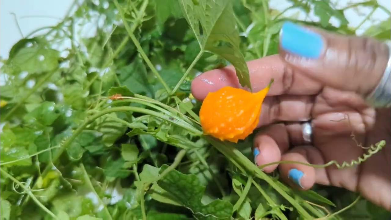 Jamaican Cerasee Bitter gourd/Melon Superfood or Nuisance weed