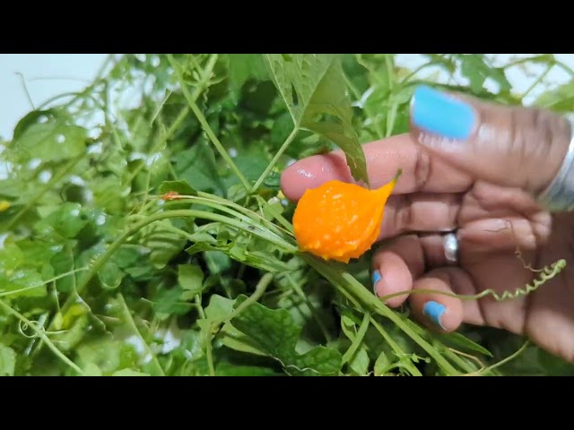 Jamaican Cerasee - Bitter gourd/Melon - Superfood or Nuisance weed? Shout out to @EarthsMedicine class=