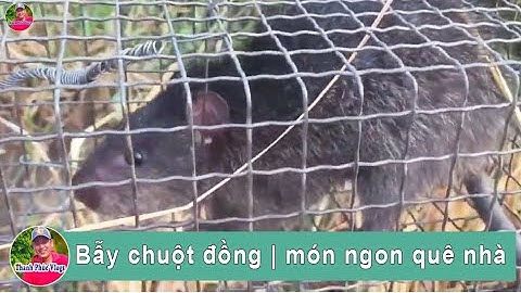 Bẫy chuột đồng | món ngon quê nhà | mouse trap | Thanh Phúc Vlogs