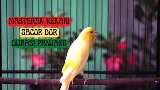 PANCINGAN KENARI GACOR ! DENGAR SUARA KENARI INIJAMIN KENARI ANDA NYAUT SEKETIKA  || VOICE OF CANARY