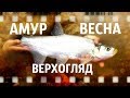 Амур. Весна. Верхогляд (автор А. Белов)